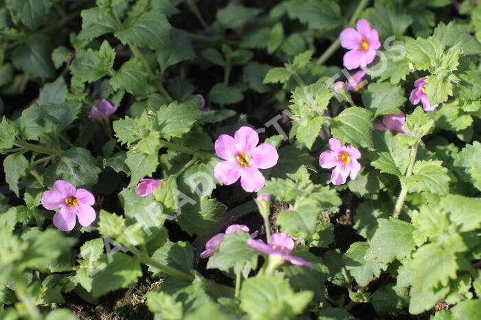 Bakopa 'Gulliver Pink' - Sutera diffusus 'Gulliver Pink'