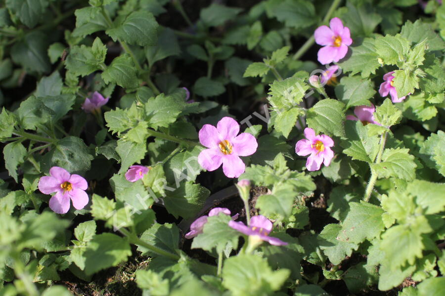 Bakopa 'Gulliver Pink' - Sutera diffusus 'Gulliver Pink'