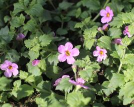 Bakopa 'Gulliver Pink'