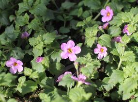 Bakopa 'Gulliver Pink' - Sutera diffusus 'Gulliver Pink'