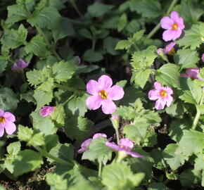 Bakopa 'Gulliver Pink' - Sutera diffusus 'Gulliver Pink'