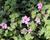 Bakopa 'Gulliver Pink'