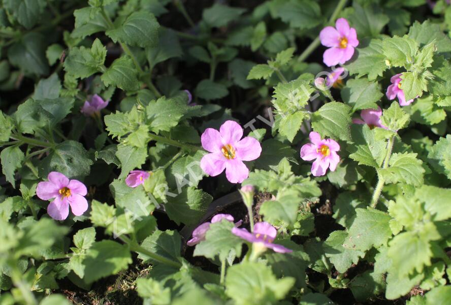 Bakopa 'Gulliver Pink' - Sutera diffusus 'Gulliver Pink'
