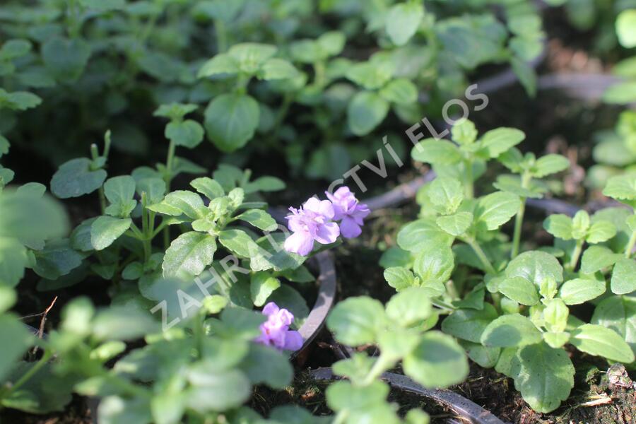 Bakopa 'Scopia Double Indigo' - Sutera diffusus 'Scopia Double Indigo'