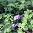 Bakopa 'Scopia Double Indigo' - Sutera diffusus 'Scopia Double Indigo'