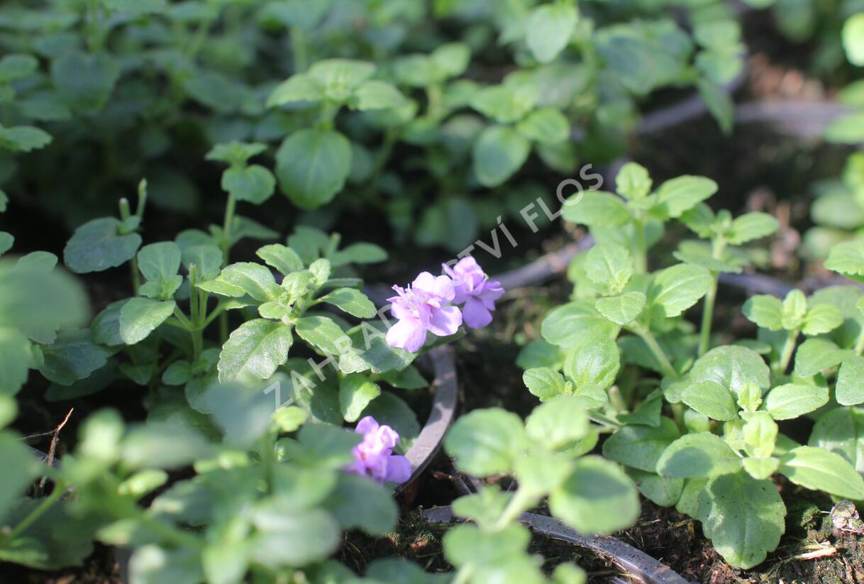 Bakopa 'Scopia Double Indigo' - Sutera diffusus 'Scopia Double Indigo'