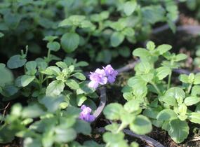 Bakopa 'Scopia Double Indigo' - Sutera diffusus 'Scopia Double Indigo'