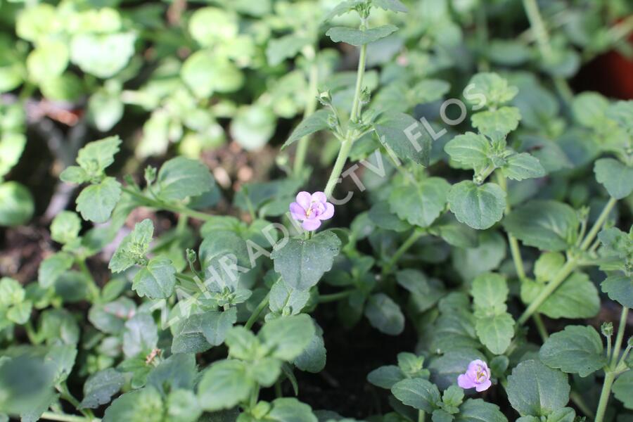 Bakopa 'Scopia Double Indigo' - Sutera diffusus 'Scopia Double Indigo'