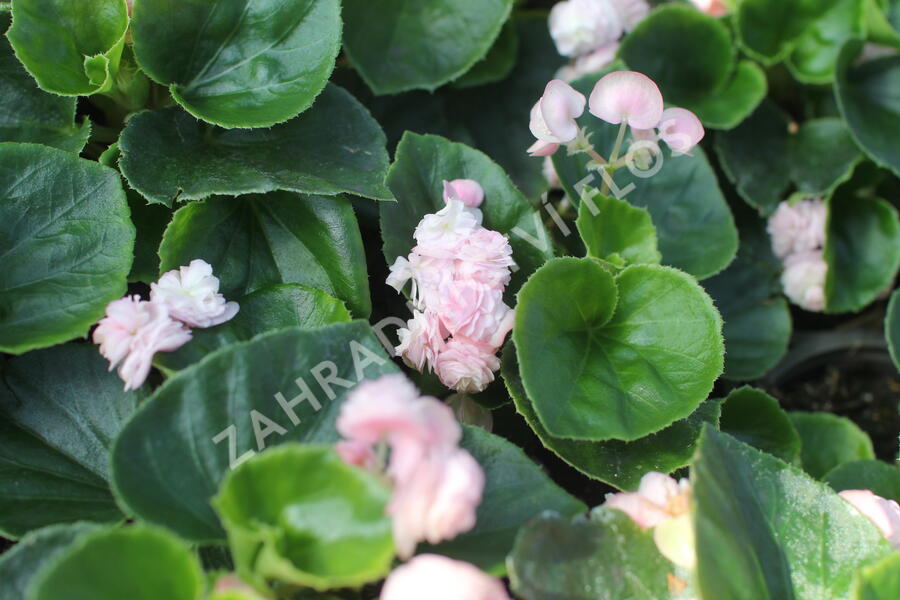 Begónie stálokvětá, ledovka, voskovka 'Paso Doble Candy Pink' - Begonia semperflorens 'Paso Doble Candy Pink'
