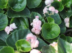 Begónie stálokvětá, ledovka, voskovka 'Paso Doble Candy Pink' - Begonia semperflorens 'Paso Doble Candy Pink'