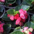 Begónie stálokvětá, ledovka, voskovka 'Paso Doble Cherry Red' - Begonia semperflorens 'Paso Doble Cherry Red'