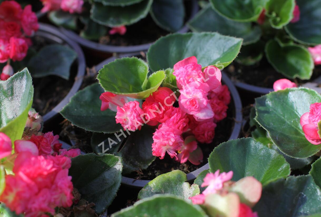 Begónie stálokvětá, ledovka, voskovka 'Paso Doble Cherry Red' - Begonia semperflorens 'Paso Doble Cherry Red'