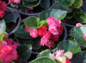 Begónie stálokvětá, ledovka, voskovka 'Paso Doble Cherry Red' - Begonia semperflorens 'Paso Doble Cherry Red'