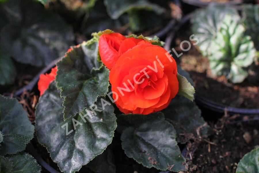 Begónie hlíznatá 'Tubby F1 Orange' - Begonia tuberhybrida 'Tubby F1 Orange'