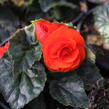 Begónie hlíznatá 'Tubby F1 Orange' - Begonia tuberhybrida 'Tubby F1 Orange'