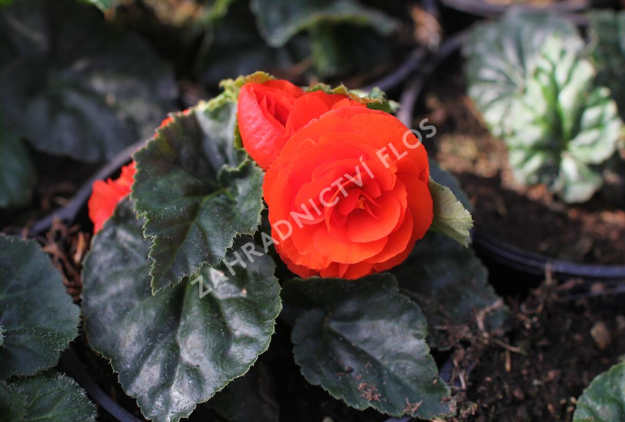 Begónie hlíznatá 'Tubby F1 Orange' - Begonia tuberhybrida 'Tubby F1 Orange'