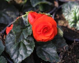 Begónie hlíznatá 'Tubby F1 Orange'