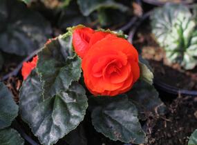 Begónie hlíznatá 'Tubby F1 Orange' - Begonia tuberhybrida 'Tubby F1 Orange'
