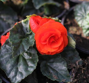 Begónie hlíznatá 'Tubby F1 Orange' - Begonia tuberhybrida 'Tubby F1 Orange'