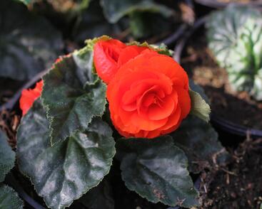 Begónie hlíznatá 'Tubby F1 Orange'
