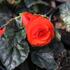 Begonia tuberhybrida 'Tubby F1 Orange'.JPG