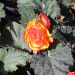 Begónie hlíznatá 'Tubby F1 Orange Bicolor' - Begonia tuberhybrida 'Tubby F1 Orange Bicolor'