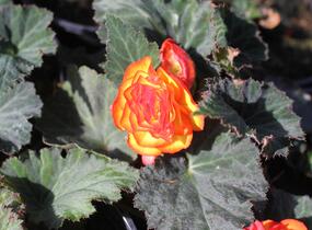 Begónie hlíznatá 'Tubby F1 Orange Bicolor' - Begonia tuberhybrida 'Tubby F1 Orange Bicolor'
