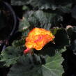 Begónie hlíznatá 'Tubby F1 Orange Bicolor' - Begonia tuberhybrida 'Tubby F1 Orange Bicolor'