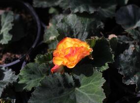 Begónie hlíznatá 'Tubby F1 Orange Bicolor' - Begonia tuberhybrida 'Tubby F1 Orange Bicolor'