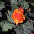 Begónie hlíznatá 'Tubby F1 Orange Bicolor' - Begonia tuberhybrida 'Tubby F1 Orange Bicolor'