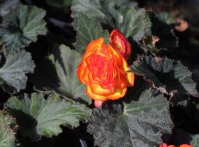 Begónie hlíznatá 'Tubby F1 Orange Bicolor' - Begonia tuberhybrida 'Tubby F1 Orange Bicolor'