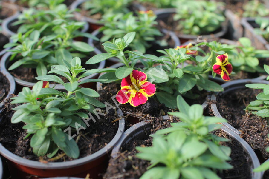 Minipetúnie, Million Bells 'Lia Bubblegum' - Calibrachoa hybrida 'Lia Abstract Lemon Cherry'