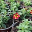 Minipetúnie, Million Bells 'Lia Bubblegum' - Calibrachoa hybrida 'Lia Abstract Lemon Cherry'