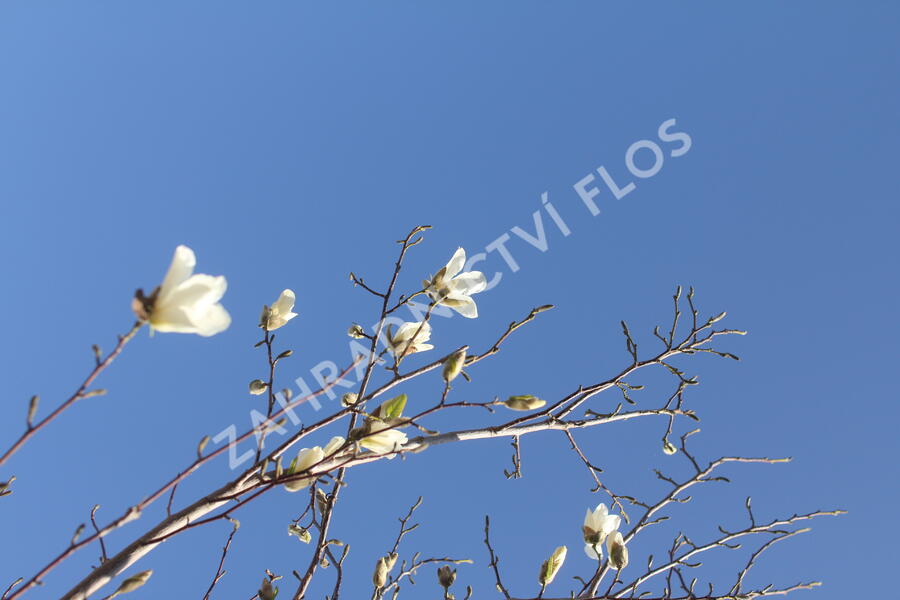 Šácholan japonský - Magnolia kobus