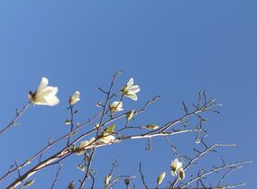 Šácholan japonský - Magnolia kobus