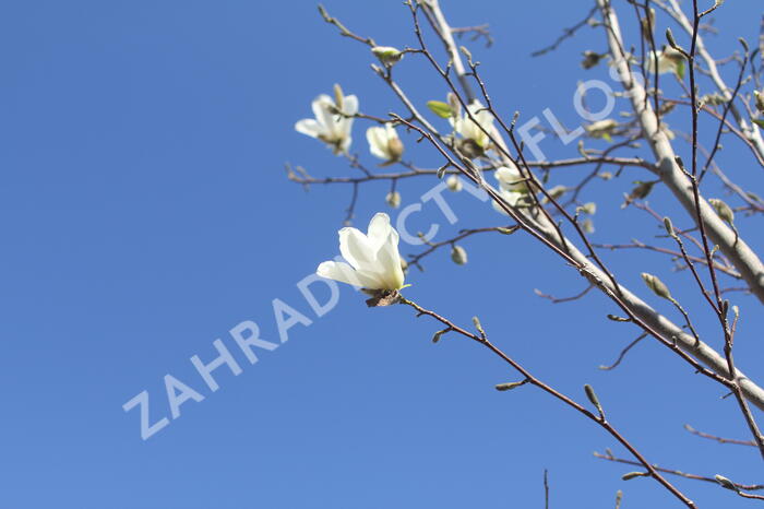 Šácholan japonský - Magnolia kobus