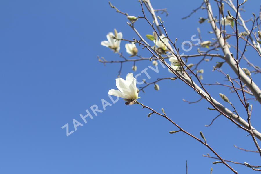 Šácholan japonský - Magnolia kobus