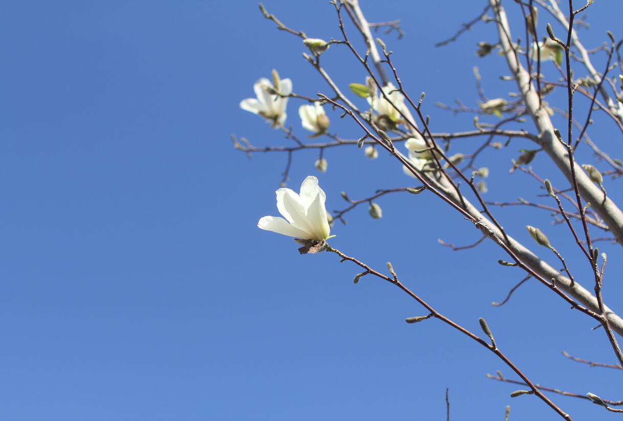 Šácholan japonský - Magnolia kobus