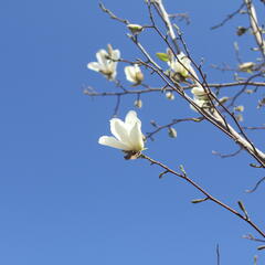 Šácholan japonský - Magnolia kobus