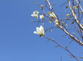 Šácholan japonský - Magnolia kobus