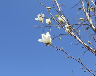 Šácholan japonský