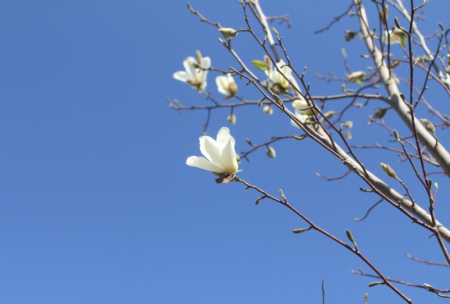Šácholan japonský - Magnolia kobus