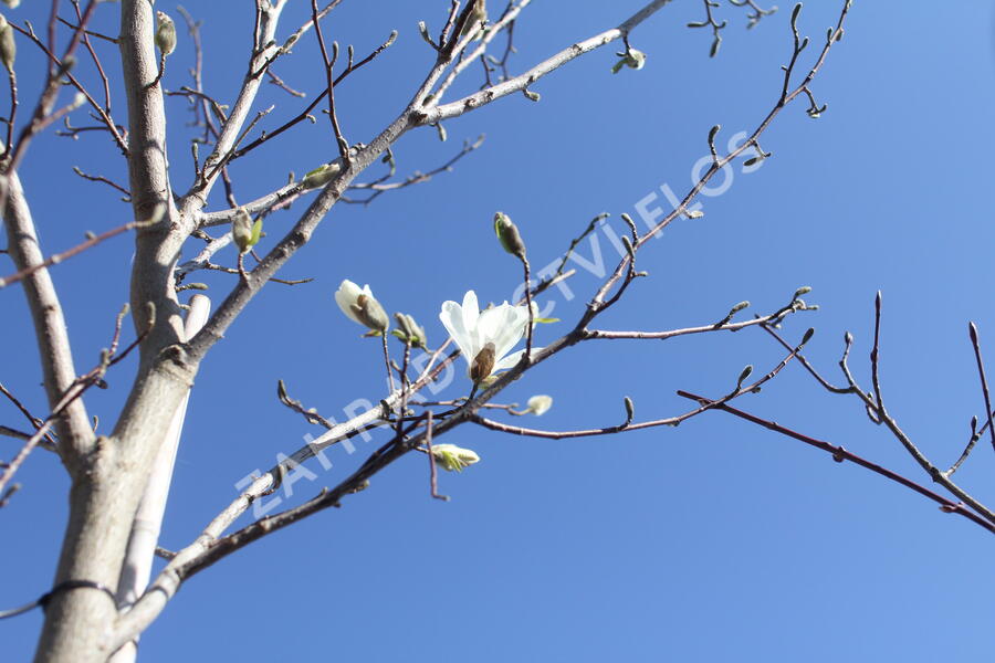 Šácholan japonský - Magnolia kobus