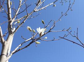 Šácholan japonský - Magnolia kobus