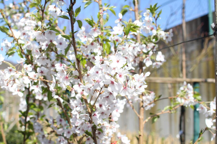 Višeň jedoská - Prunus yedoensis