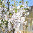 Višeň jedoská - Prunus yedoensis