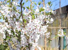 Višeň jedoská - Prunus yedoensis