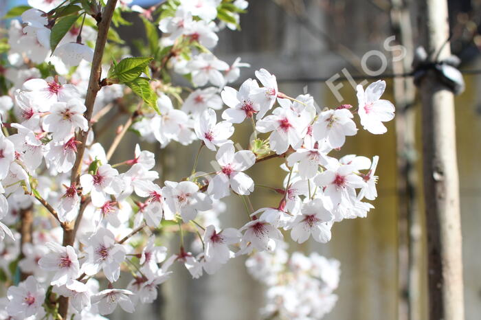 Višeň jedoská - Prunus yedoensis