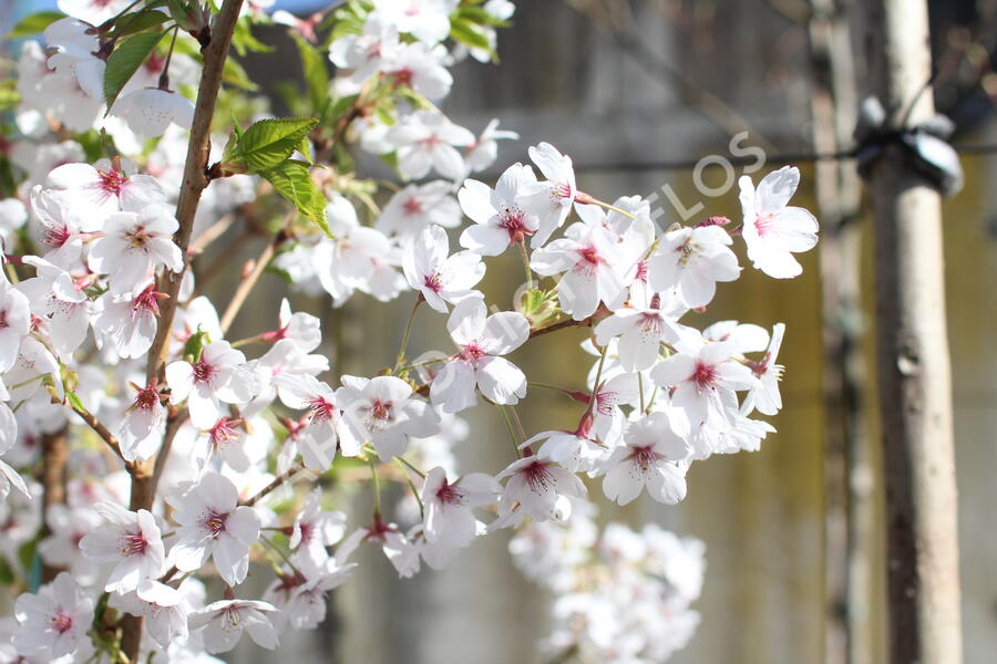 Višeň jedoská - Prunus yedoensis