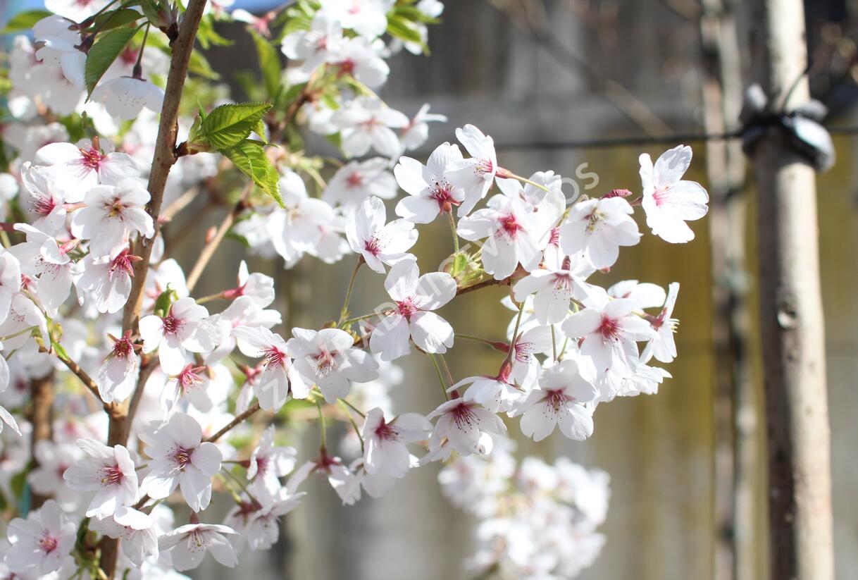 Višeň jedoská - Prunus yedoensis
